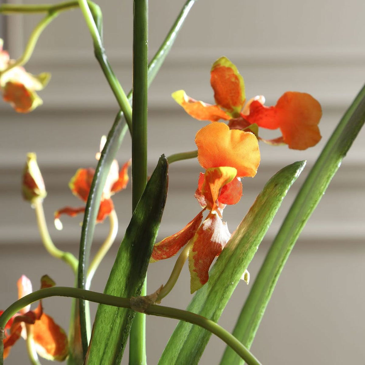 Dancing Orchid Floral Argmnt