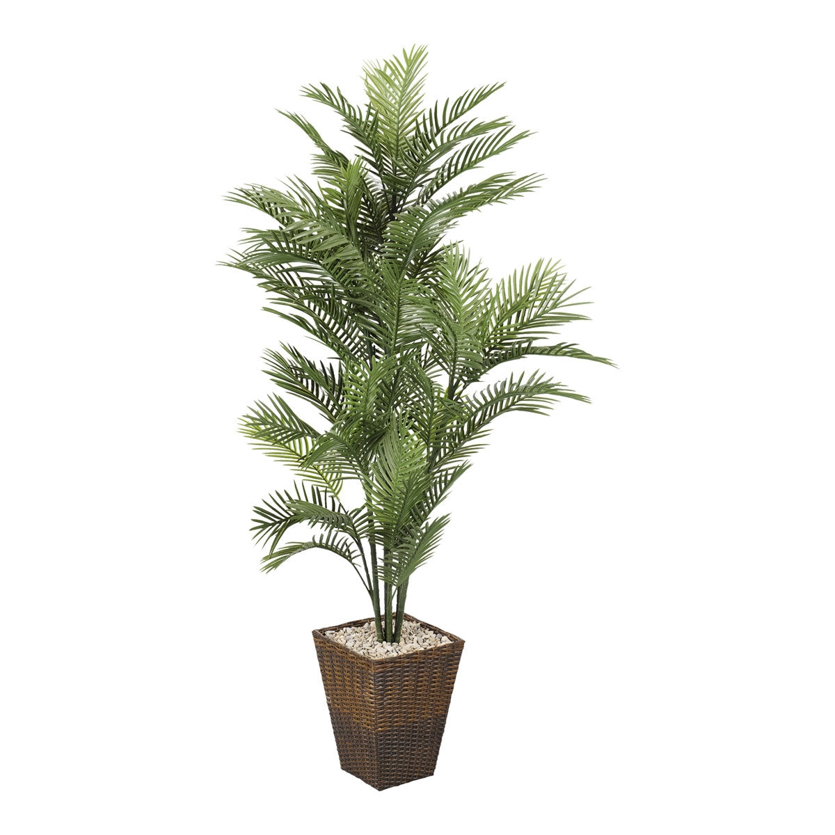 6' Robellini Palm In Sq Bskt