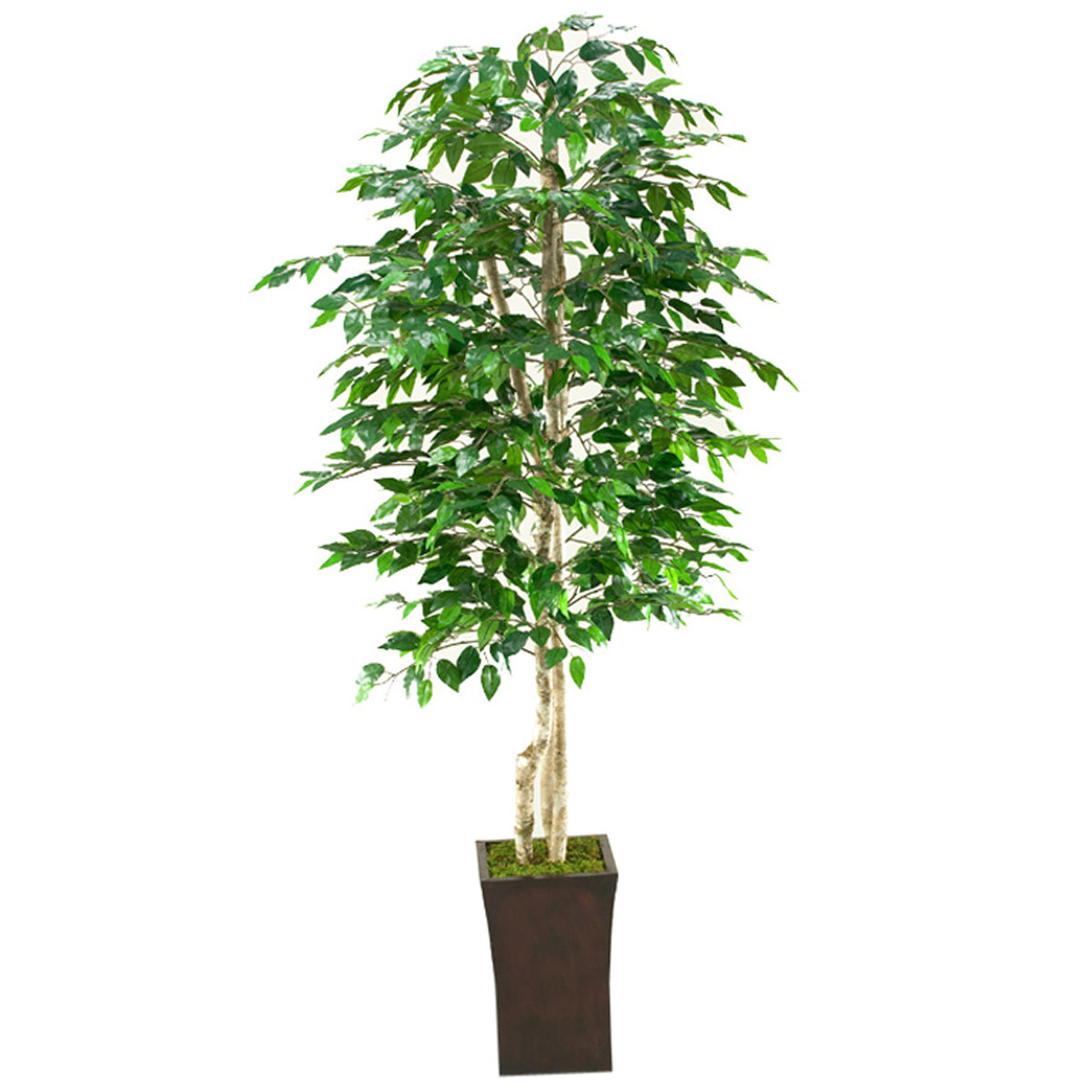 7'ft Green Ficus Tree In Square Planter