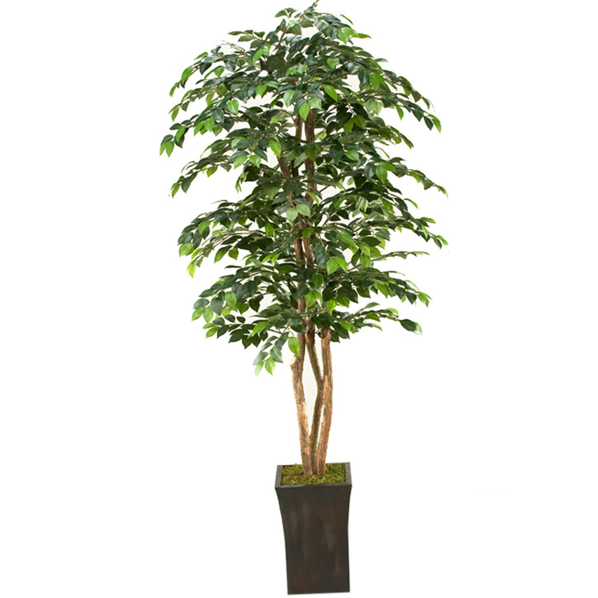 7' Sakaki Tree With Planter