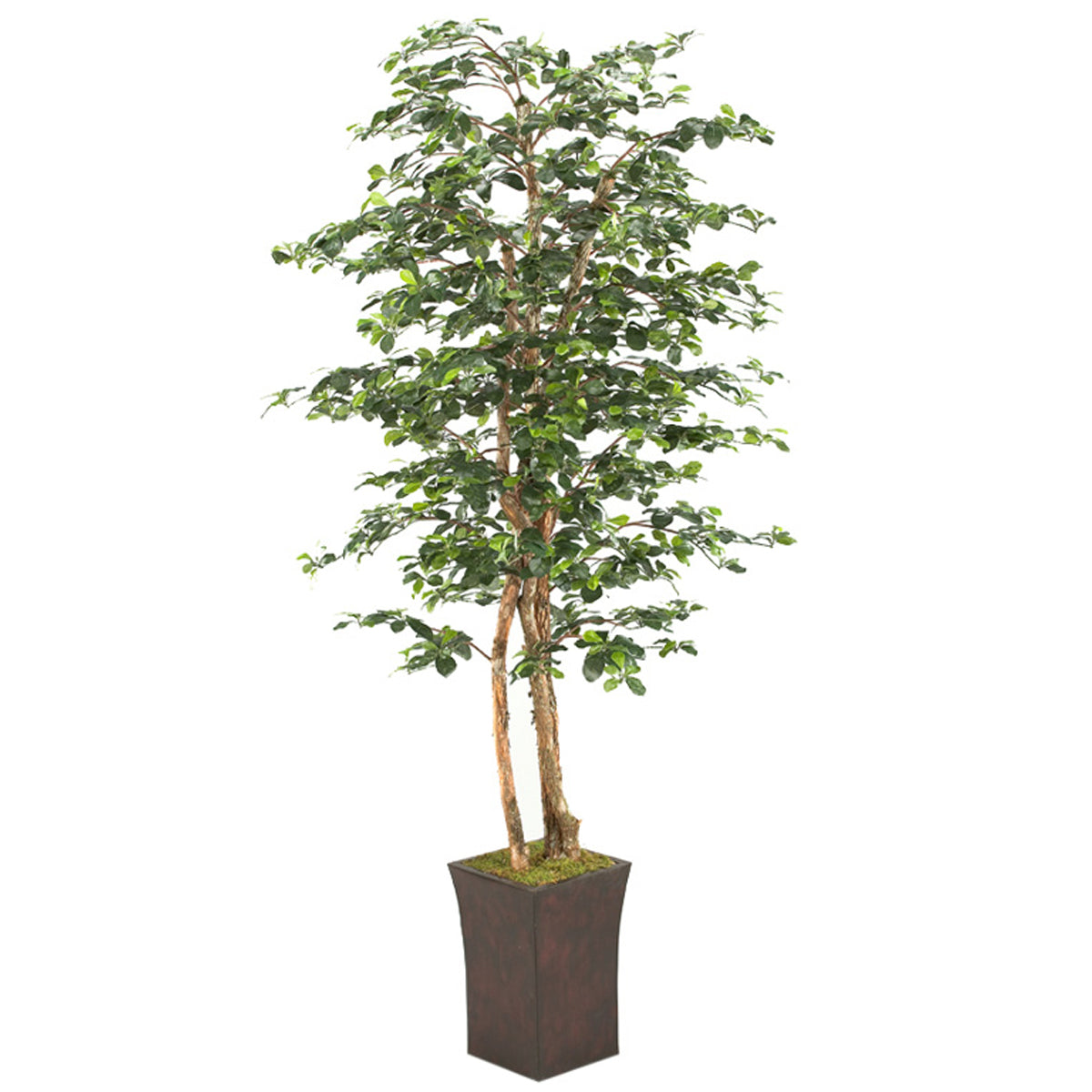 7' Black Olive Tree In Square Metal Planter