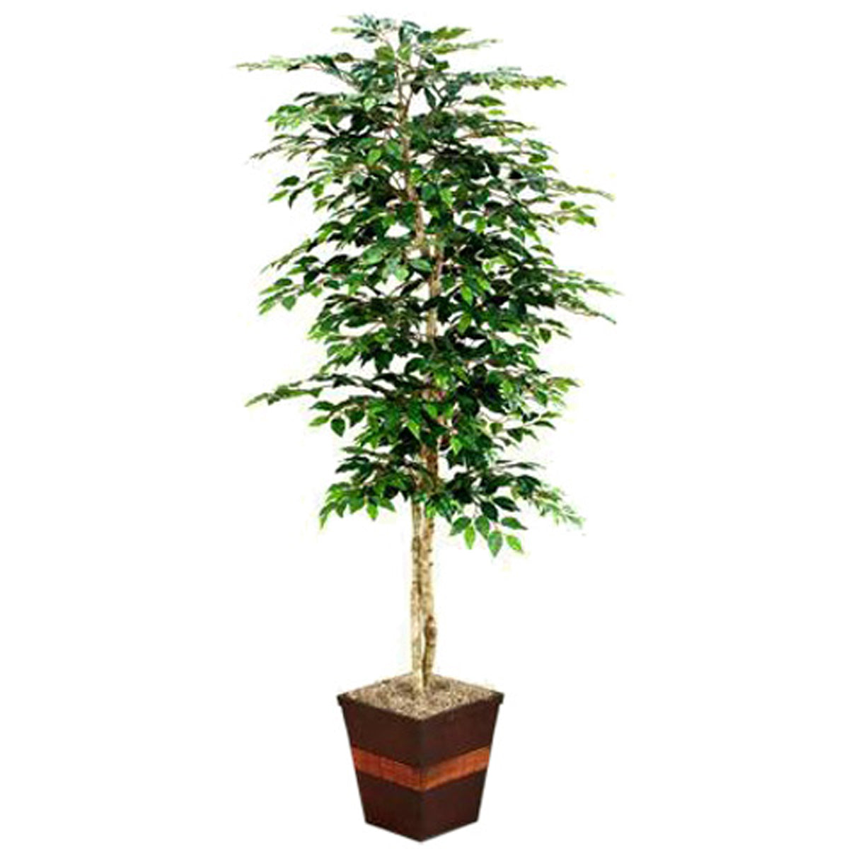 7' Green Ficus In Brown Planter