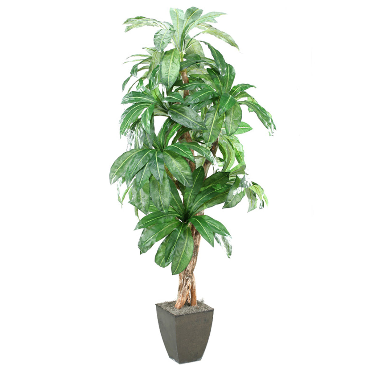 8" Birdsnest Palm Square Planter