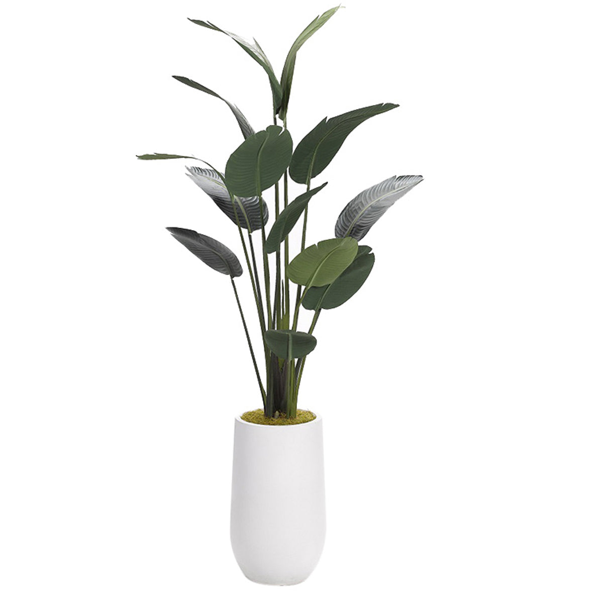 7' Traveller Palm In White Planter