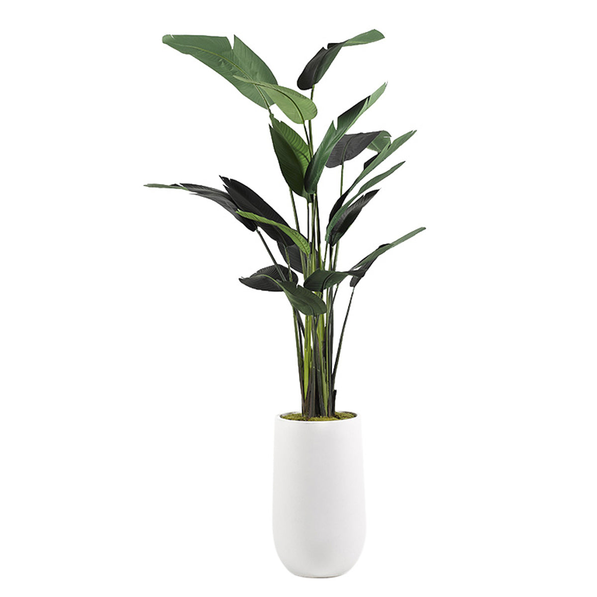 9' TRAVELLER PALM