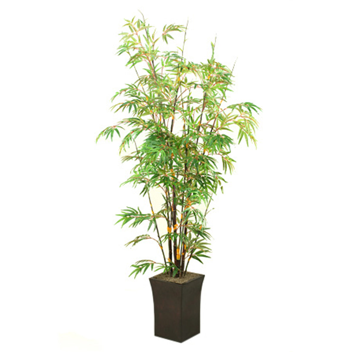 Black Bamboo In Square Metal Planter