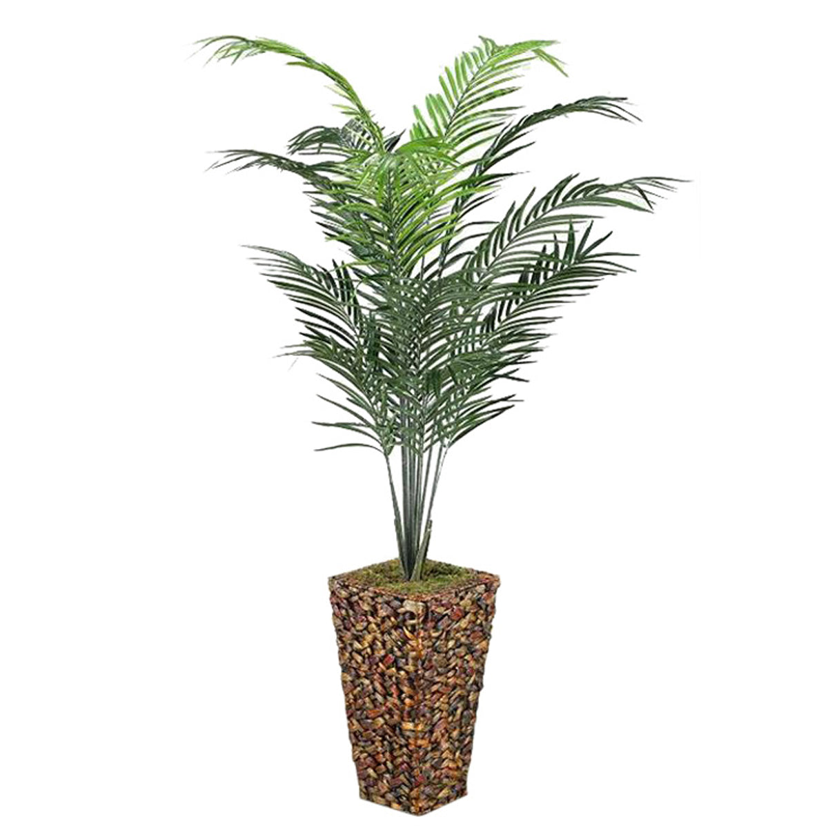 7'areca Palm In Banana Lf Bskt