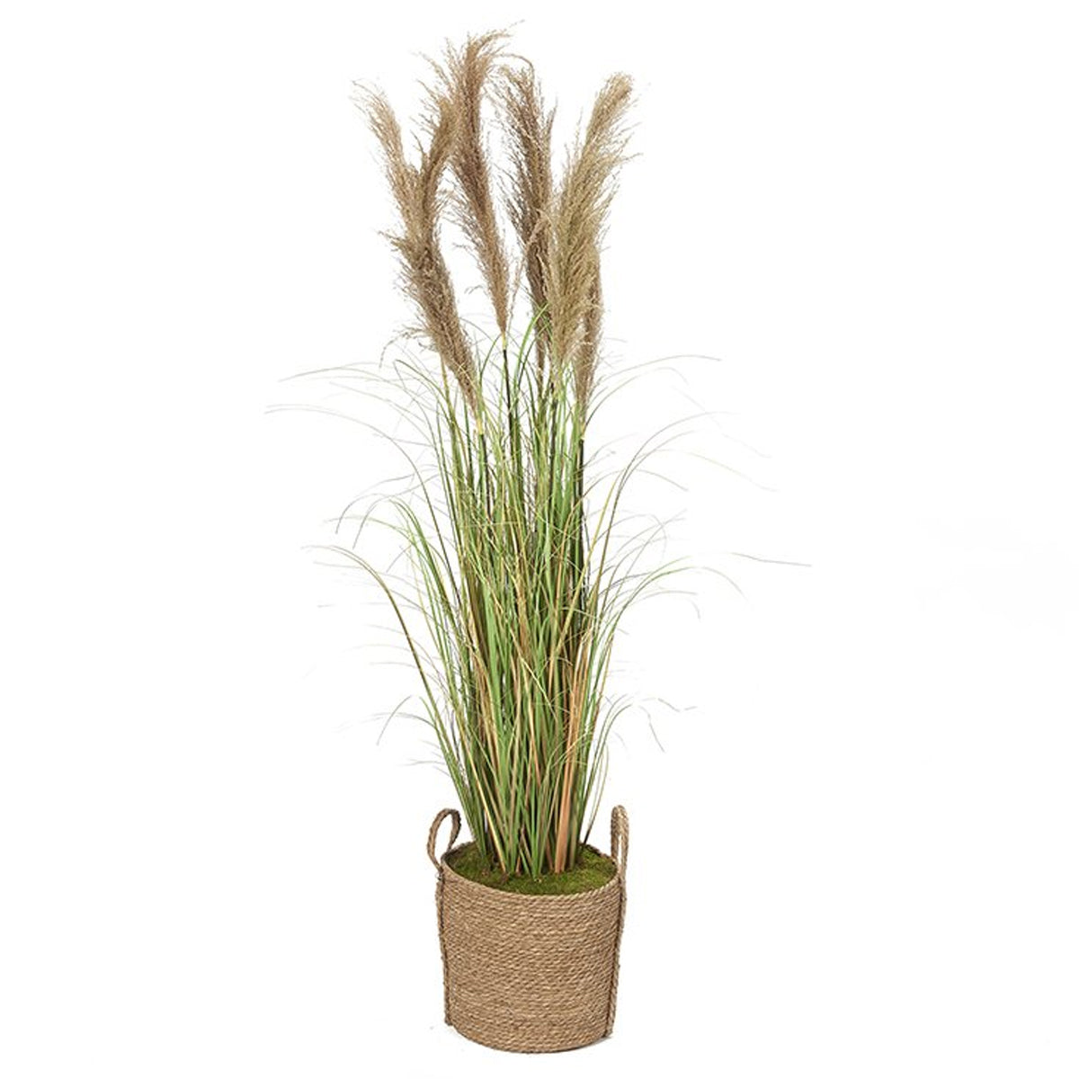 6' Reed Grass In Round Natural Planter