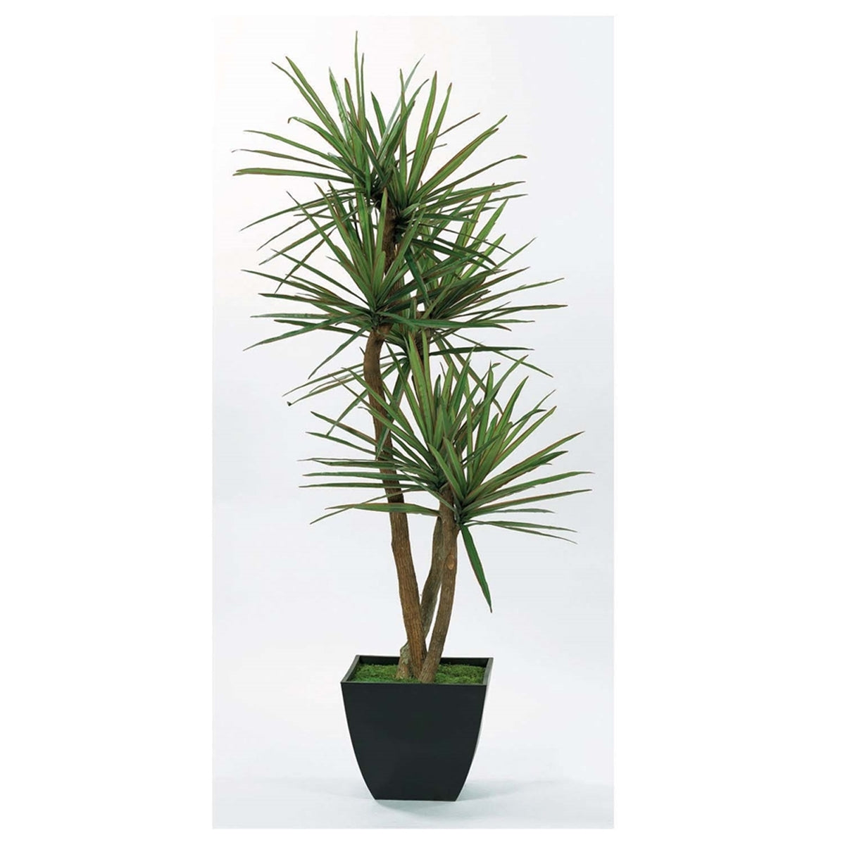7' Yucca Tree