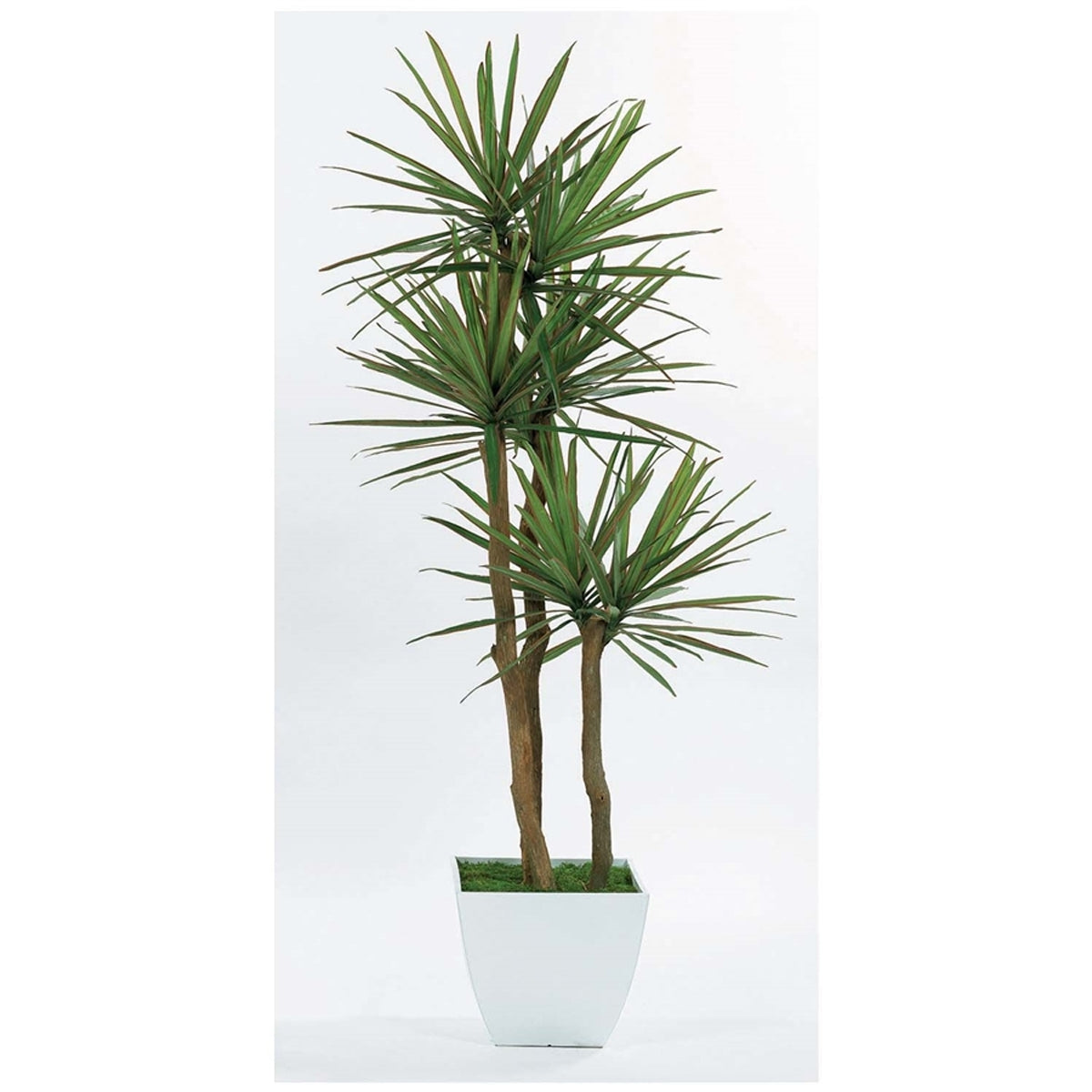 Yucca 7' Tree