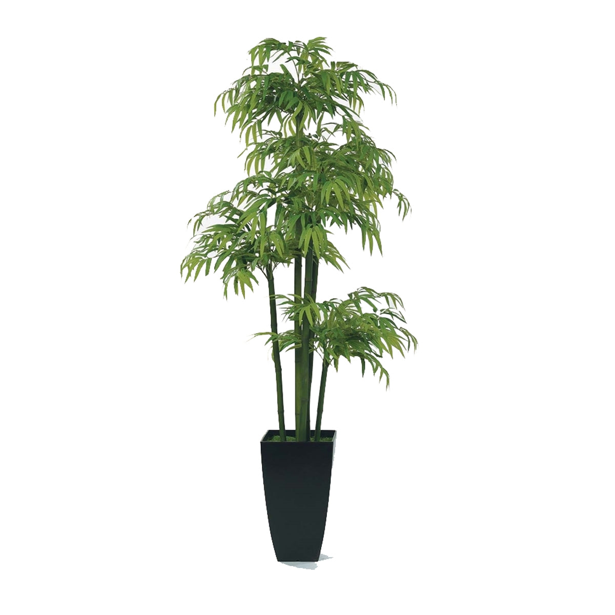 7' Bamboo Tree In Black Planter