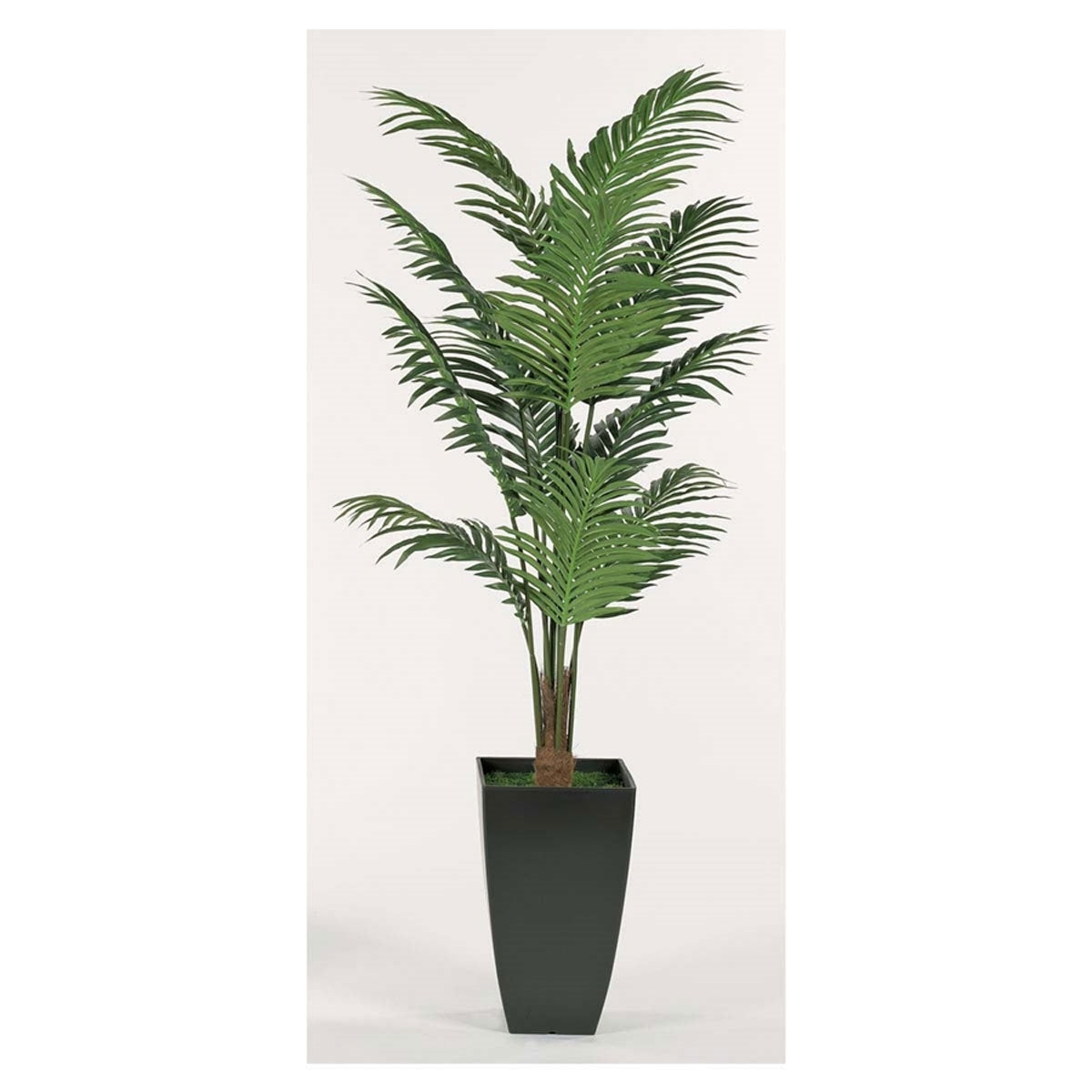 6.5' Paradise Palm