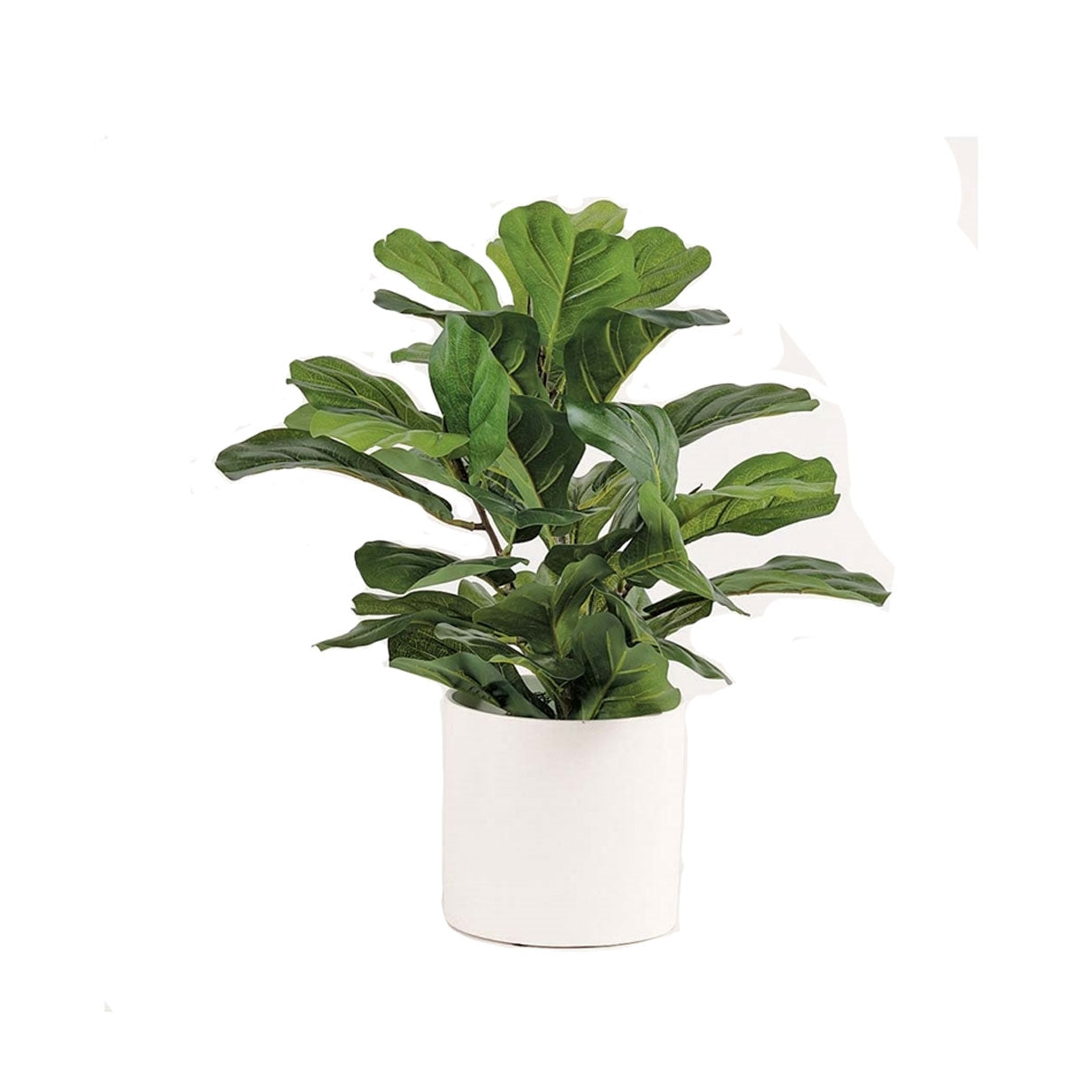 Fig Plant In White Cylinder