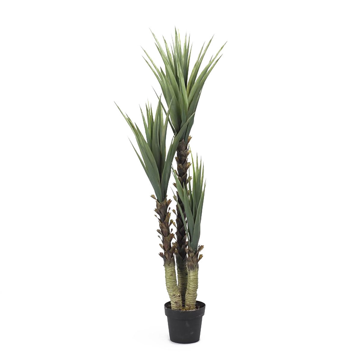 61" Yucca Tree