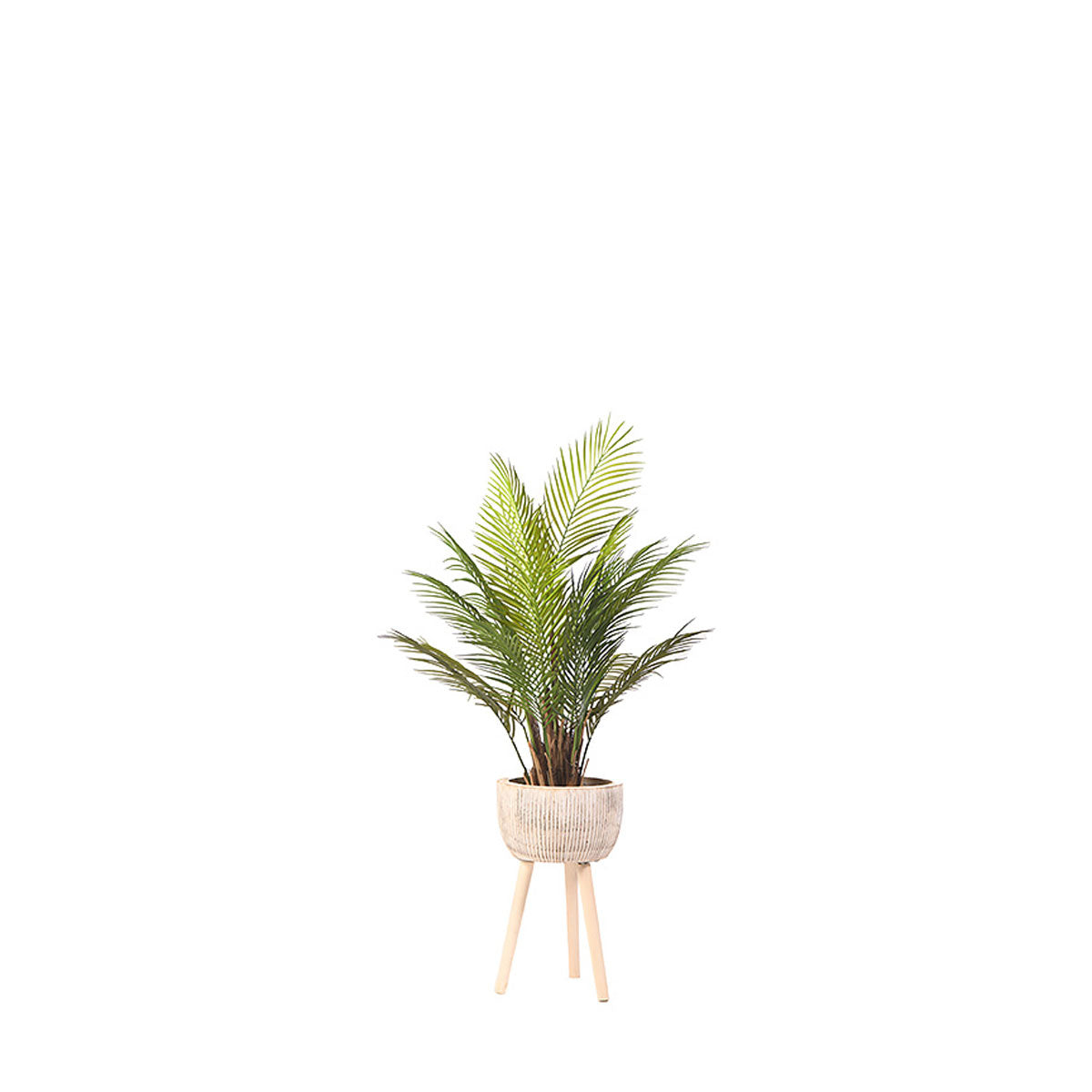 Areca Palm In Wooden Plntr