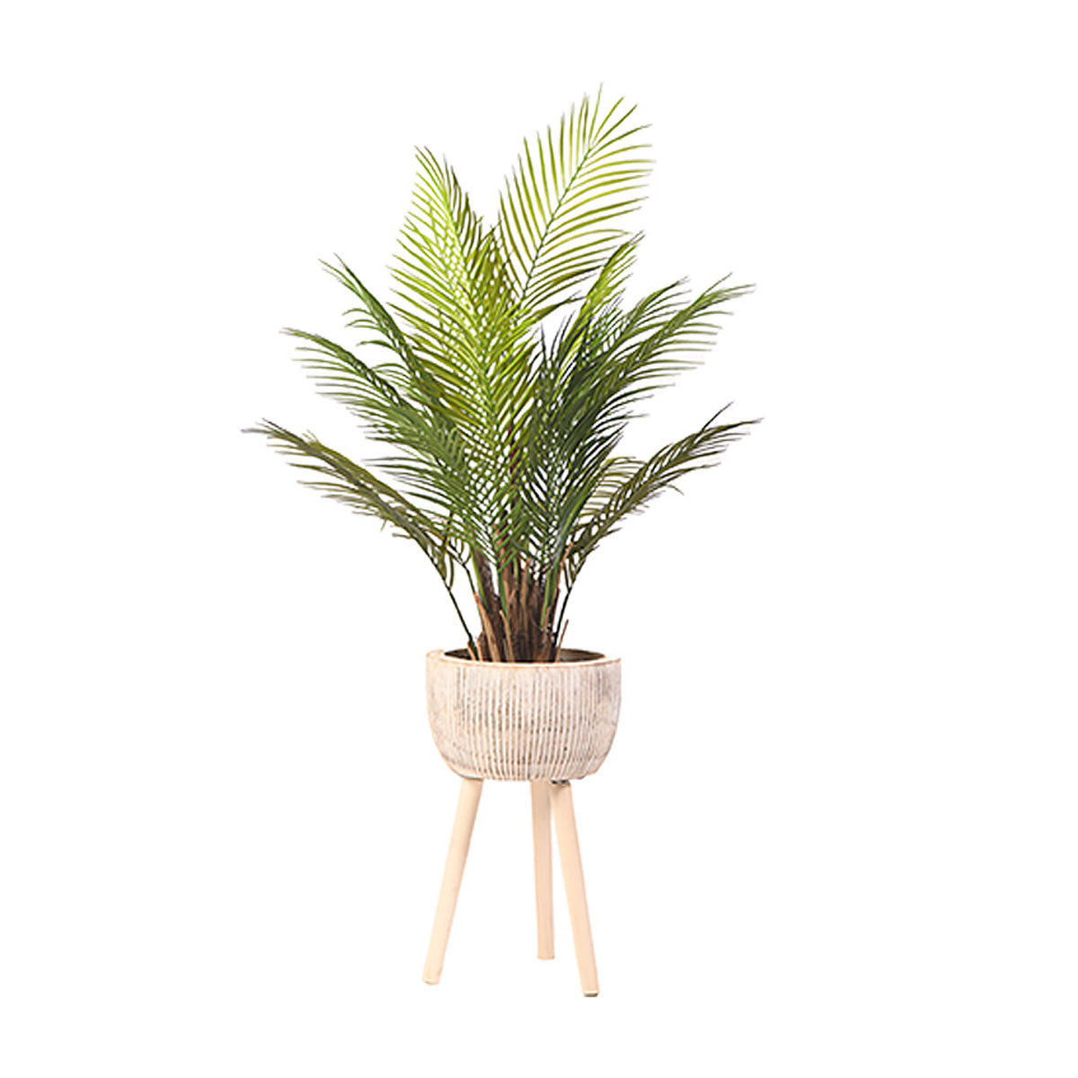Areca Palm In Wooden Plntr