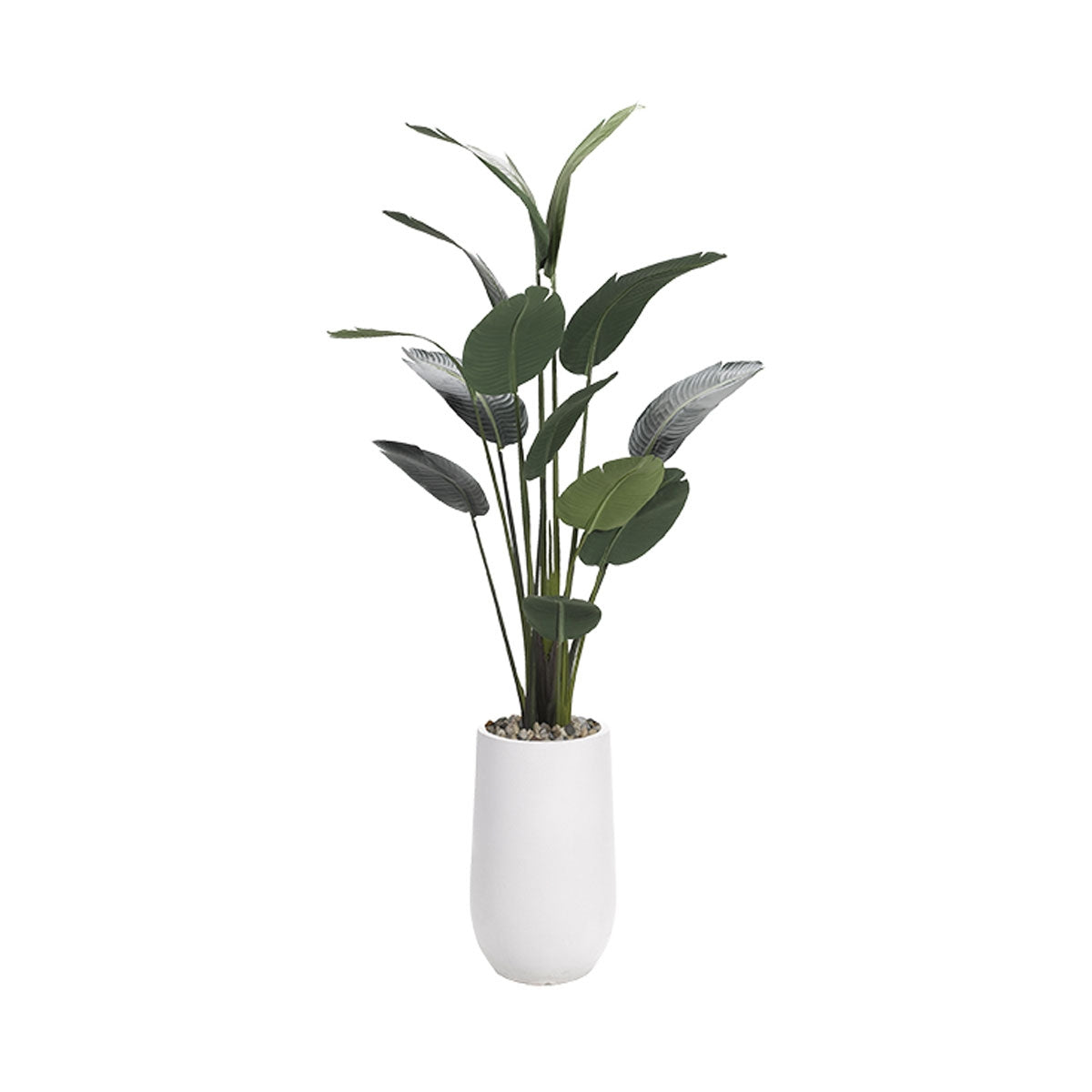 7' Trav Palm In White Sq Plntr