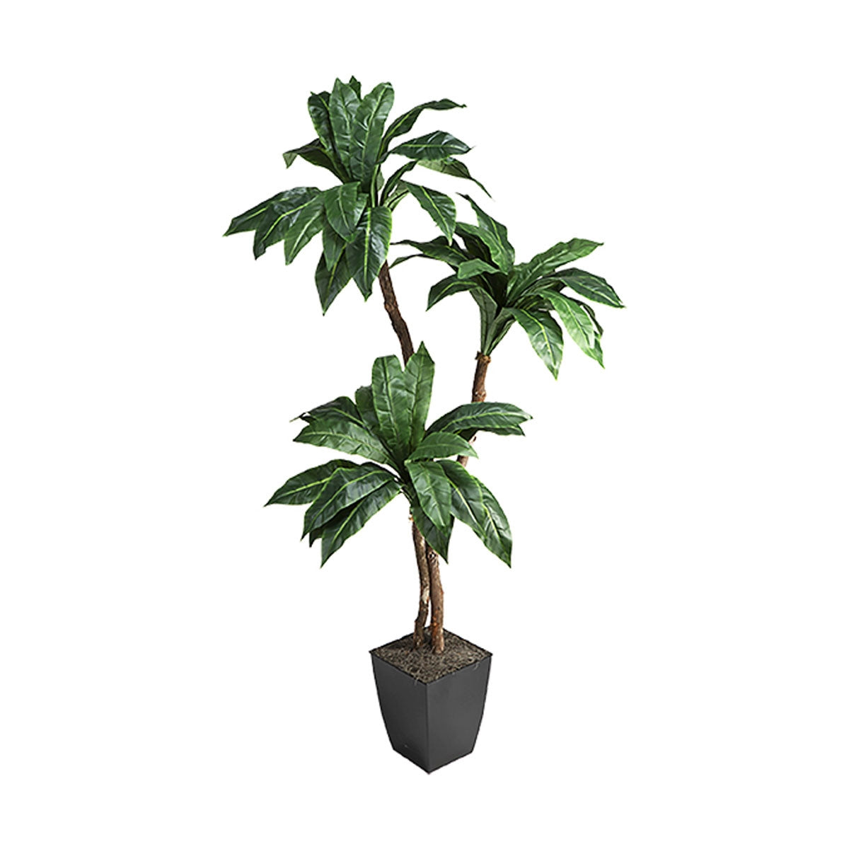 6' Birdnest Palm Sq Plntr