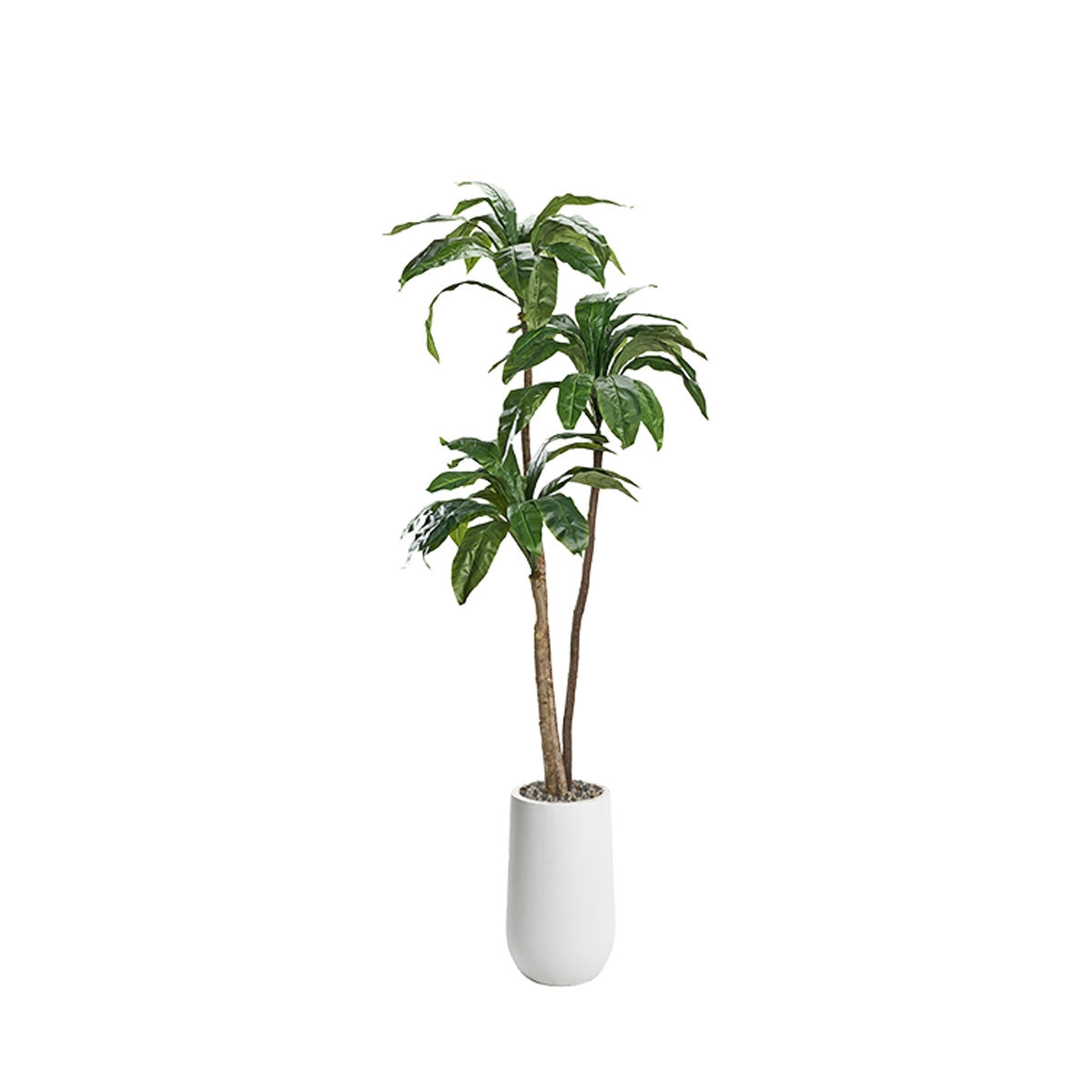 6' Birdsnest Palm In Planter