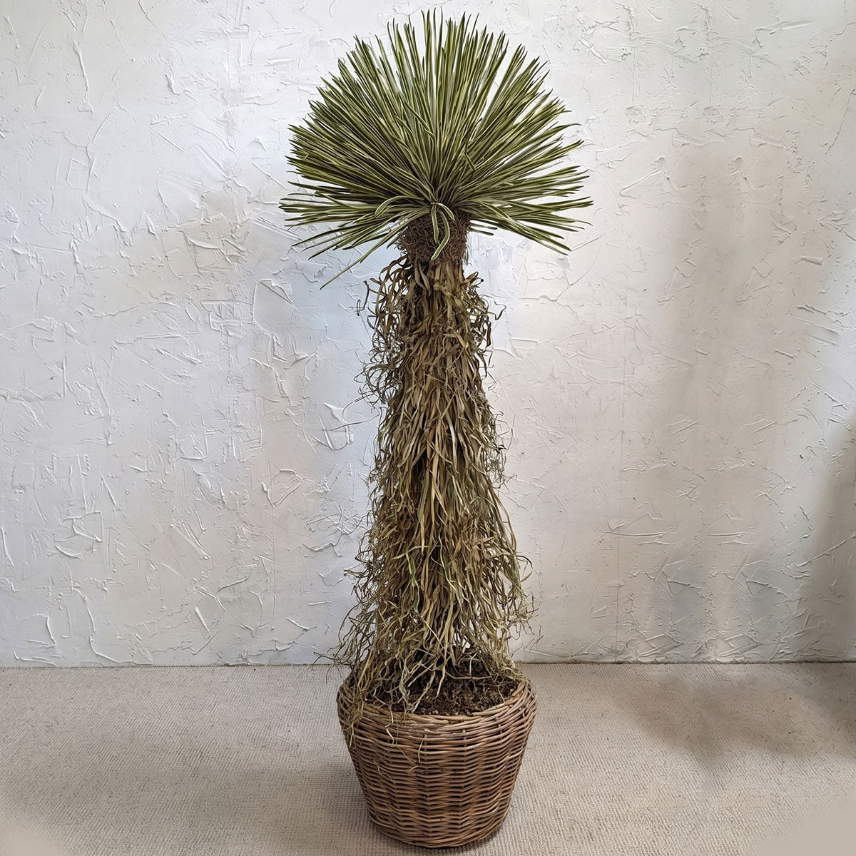Small Potted Dracaena Tree