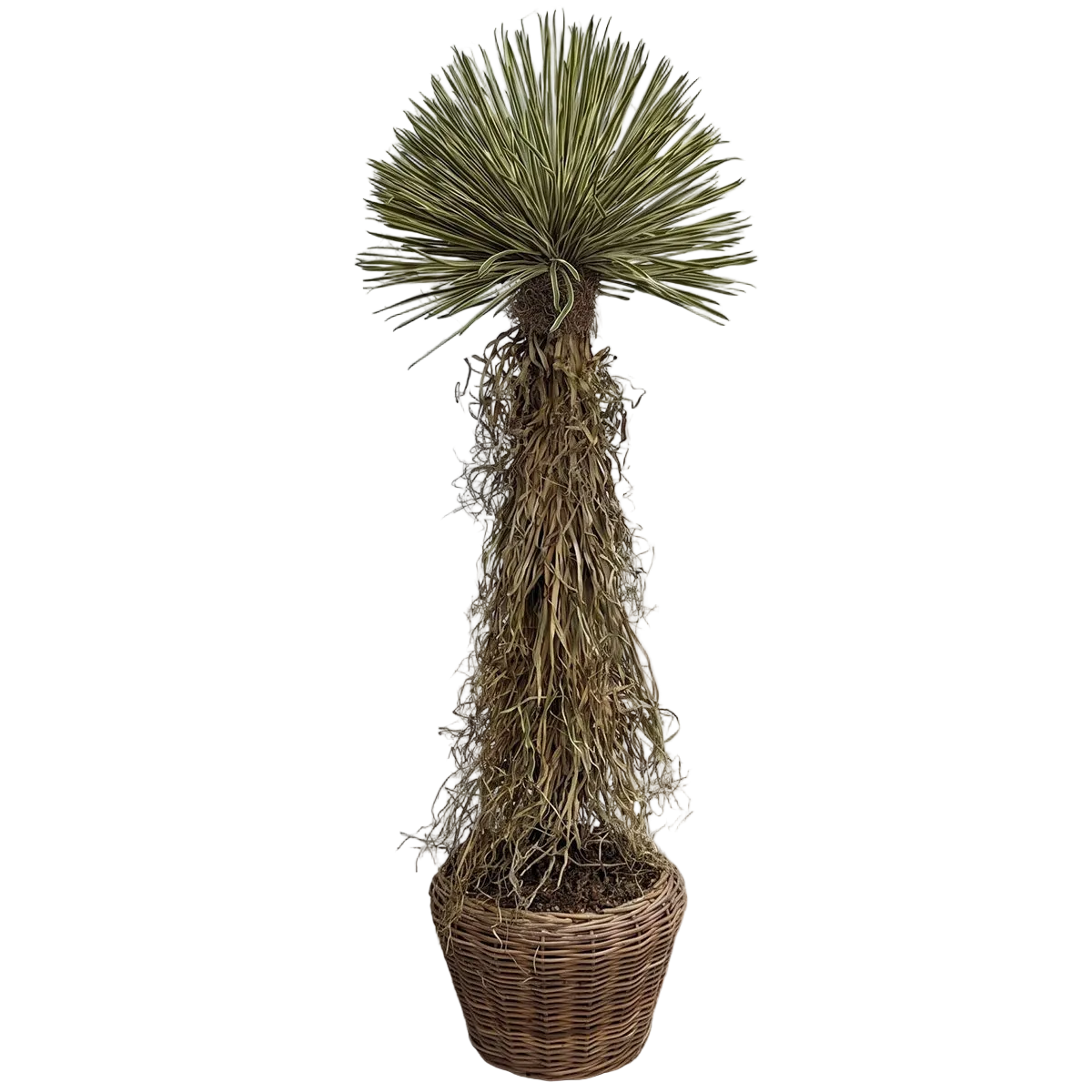 Small Potted Dracaena Tree