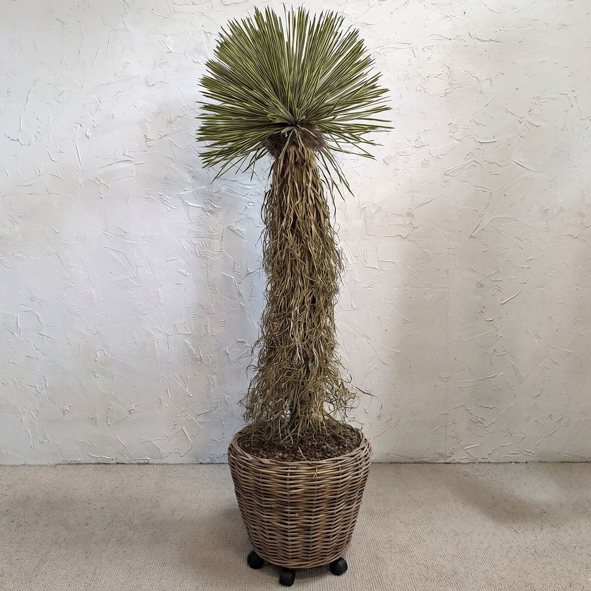 Large Potted Dracaena Tree