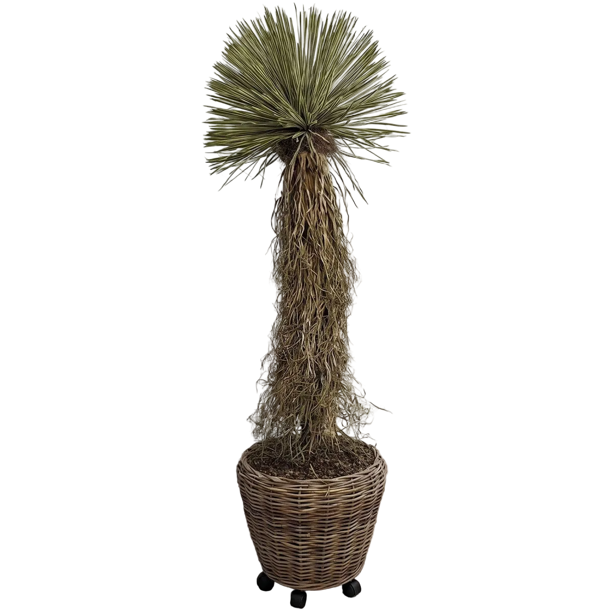 Large Potted Dracaena Tree