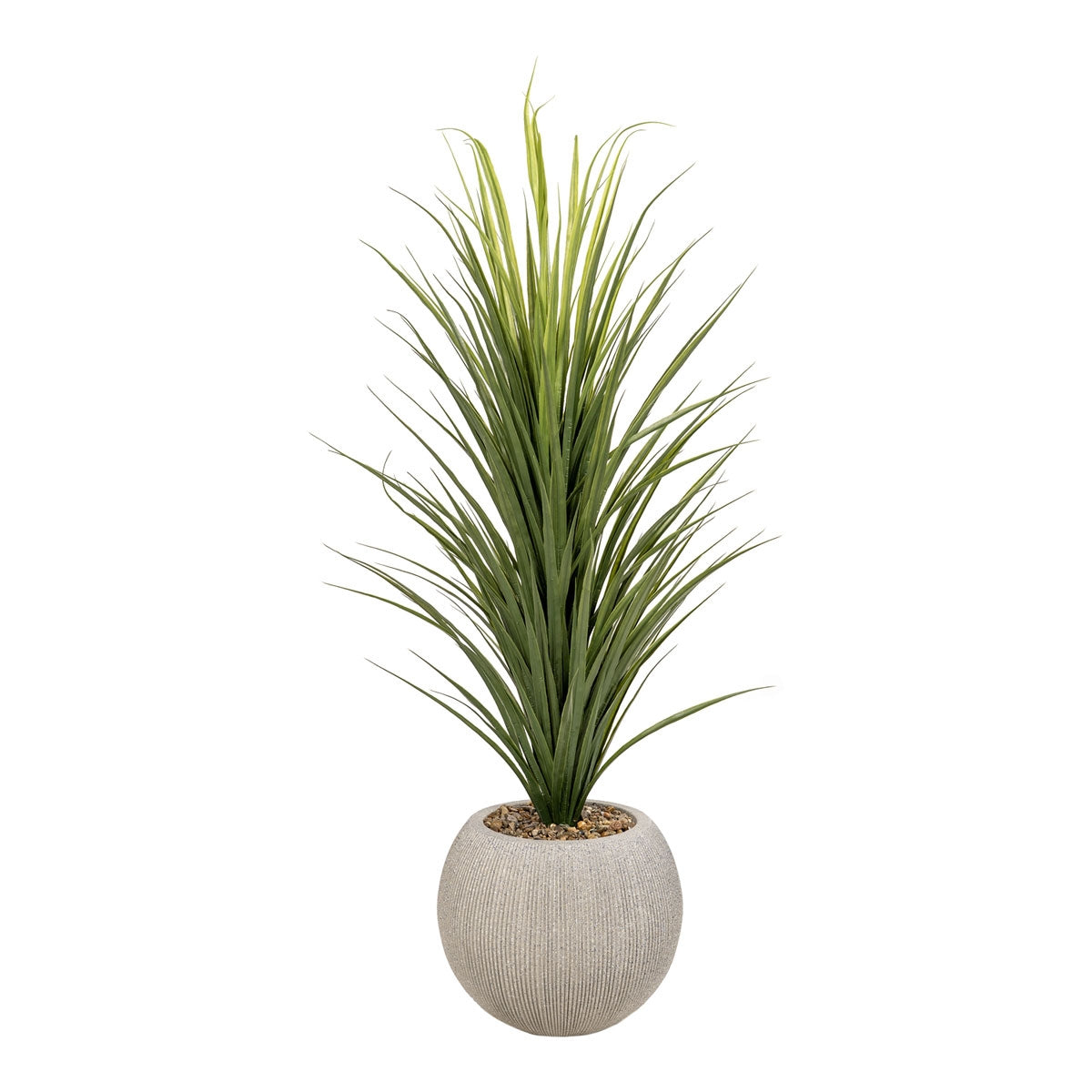 Panicum Grass In Orbis Planter