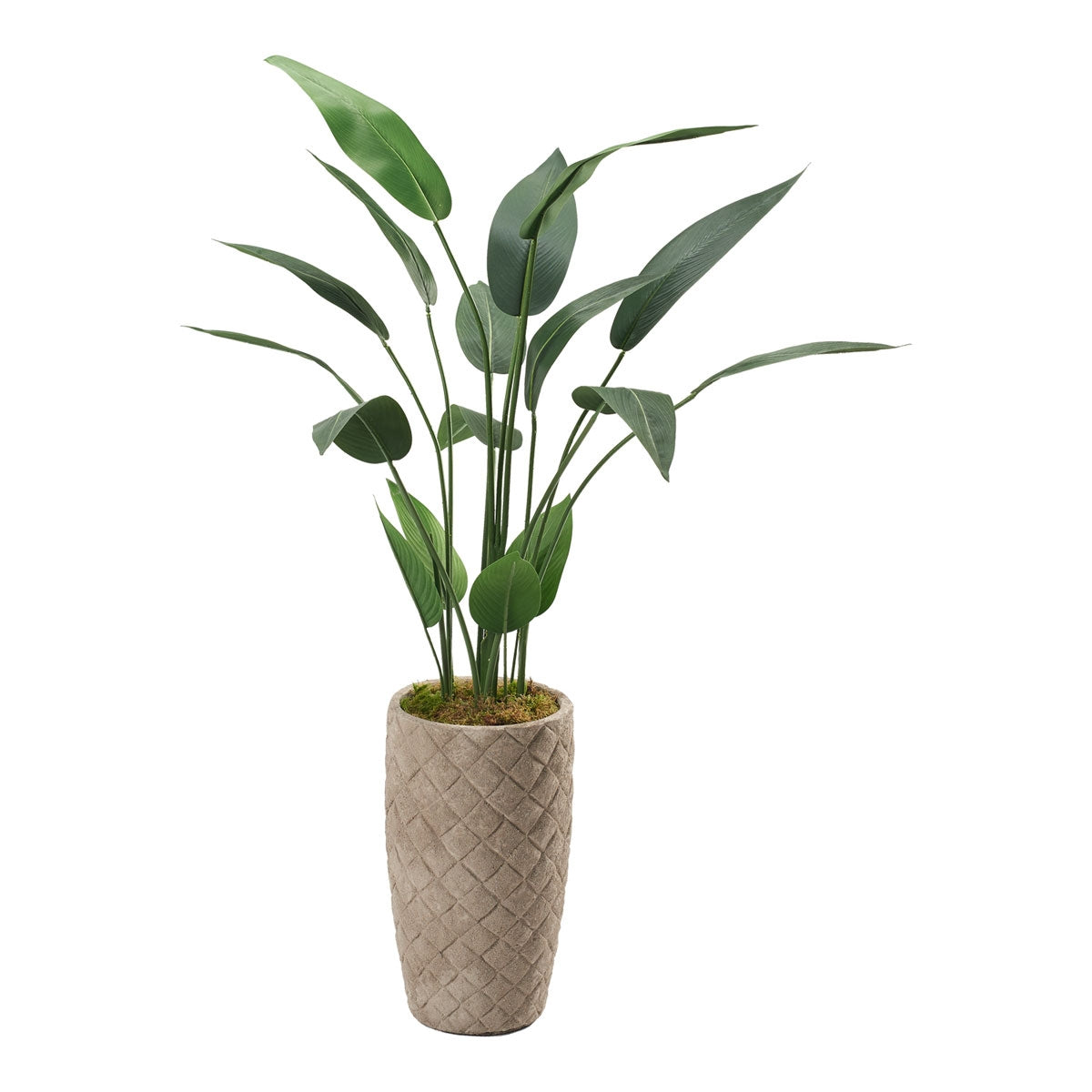 5' Traveler Palm Plait Plntr