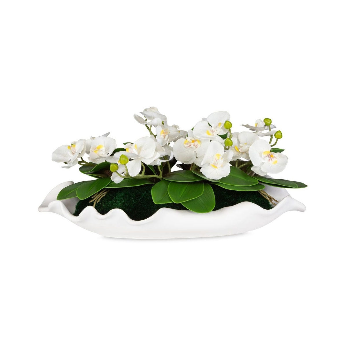 Opulence Orchid