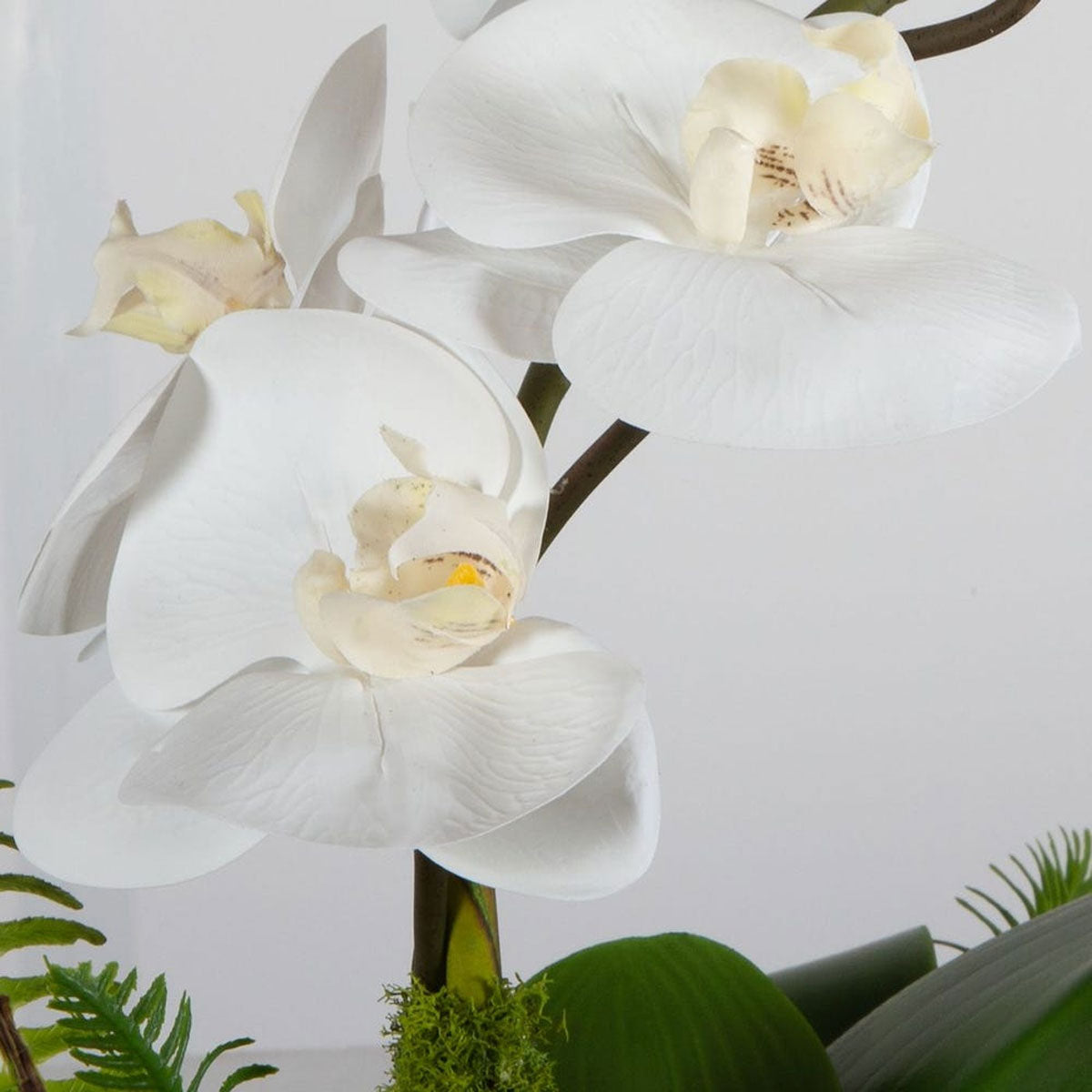Transcend Orchid Arrangment