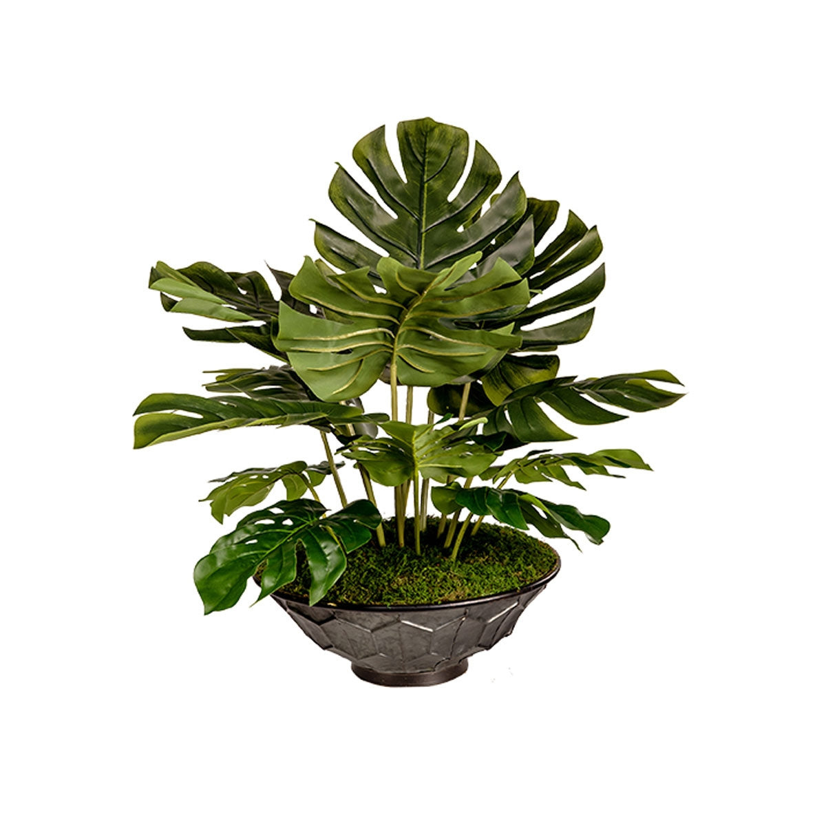 Split Leaf Philo In Vida Plntr