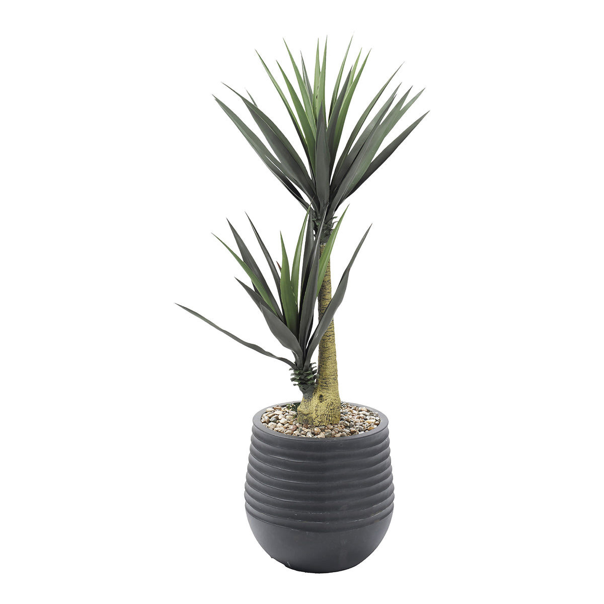 Spineless Yuca in Planter 5'